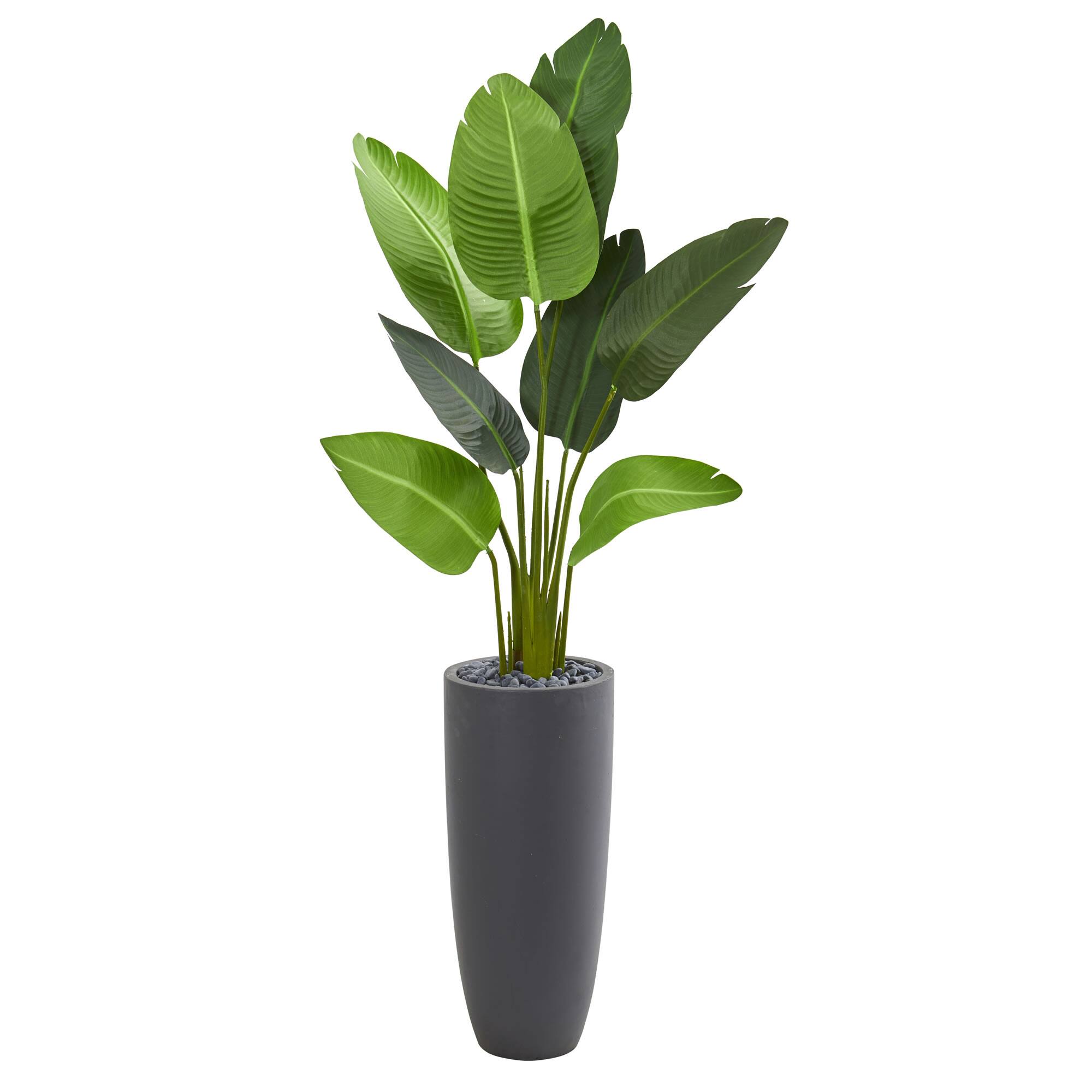 5.5ft. Traveler's Palm Tree in Gray Planter